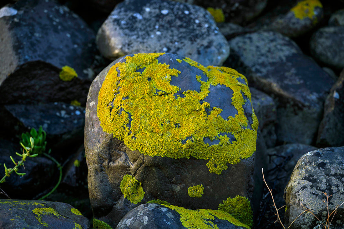 The First Creature That Left the Ocean Wasn’t an Animal… It Was a Fungus
