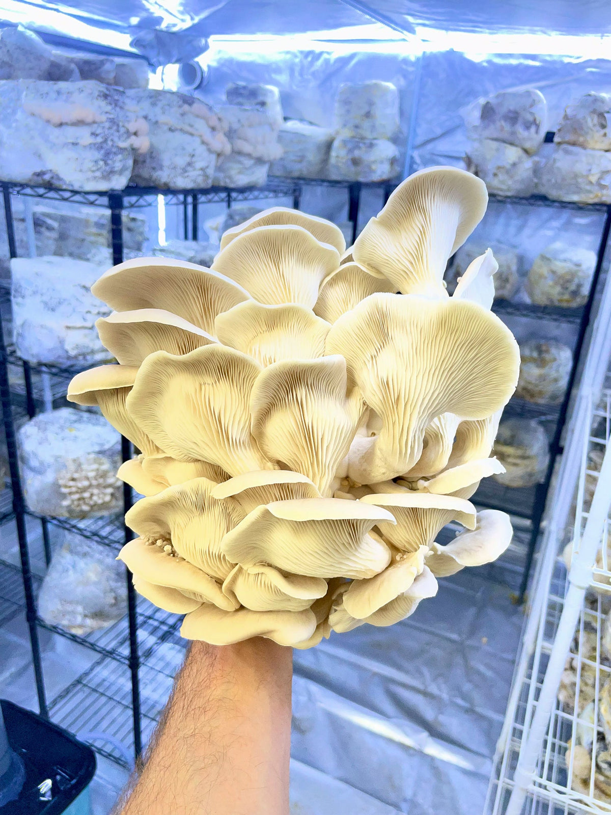 Mushroom Grow Kits- COMING SOON