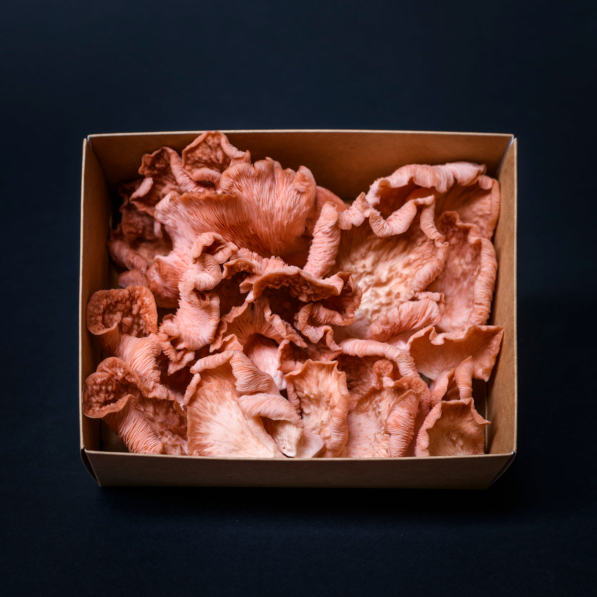 Fresh Mushroom Box