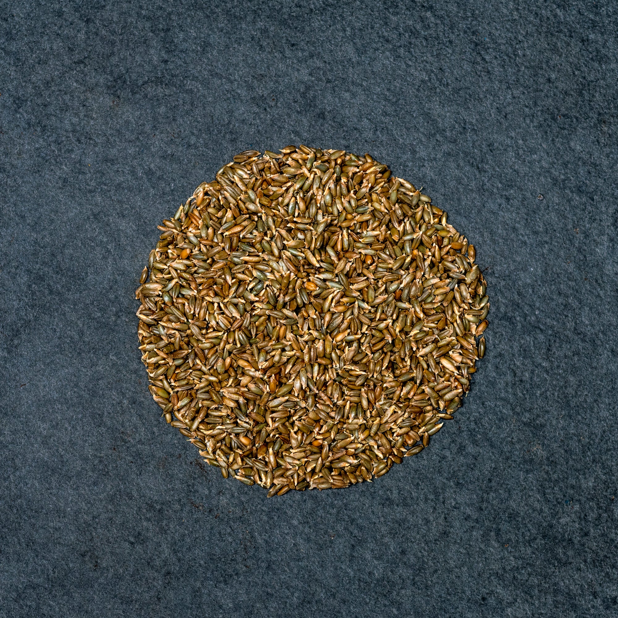 Rye Grains